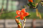 木棉花特写