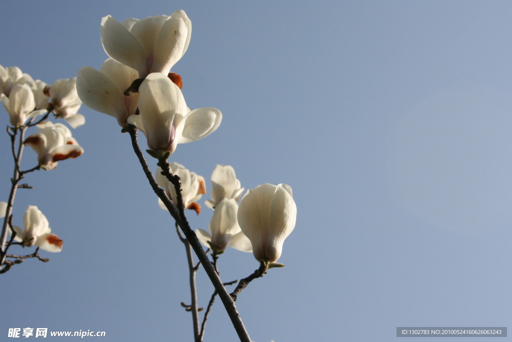 花枝