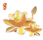 荷花