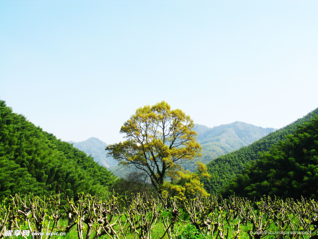 山间树