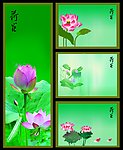 荷花展板