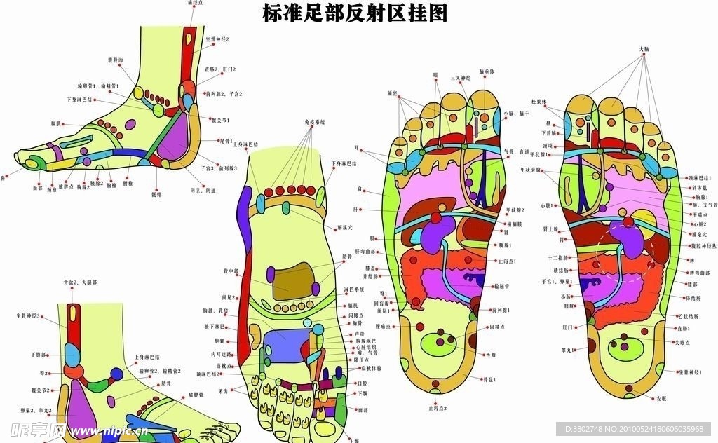 标准足部反射区挂图