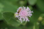 蜜蜂 野花