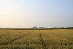 麦田