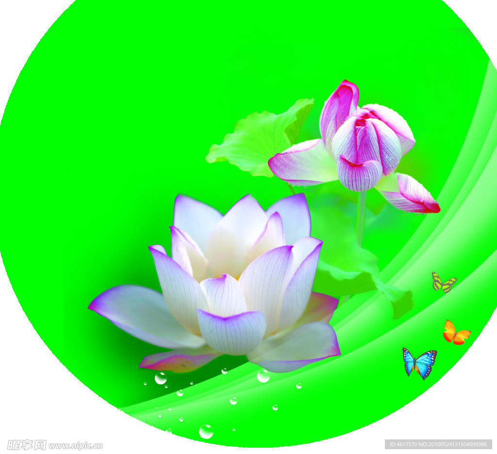 荷花