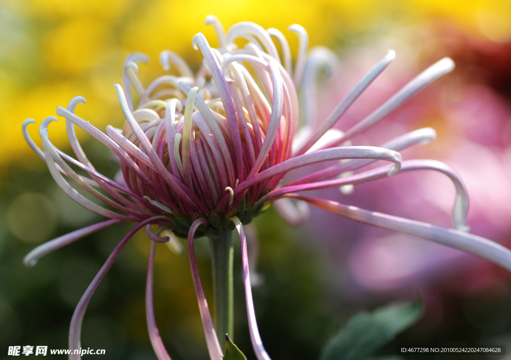 菊花