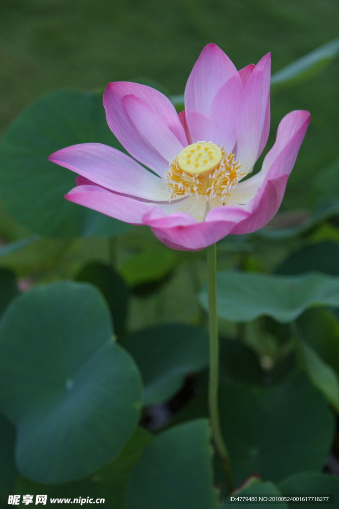 高清荷花