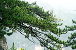 松树