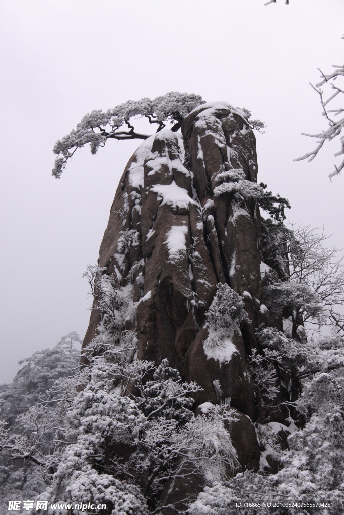 冬之黄山 松