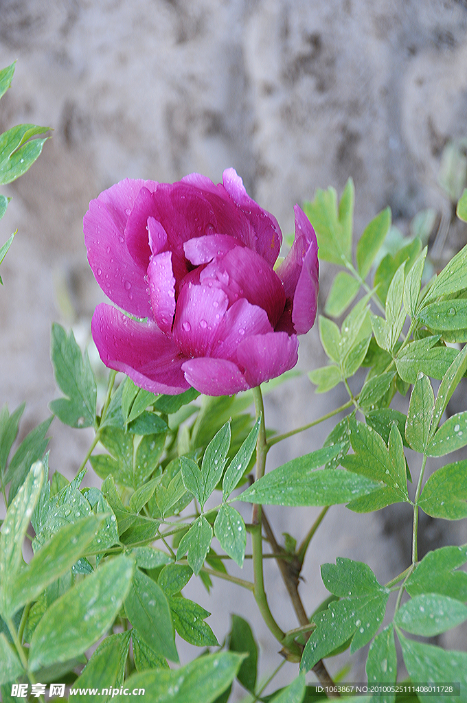 芍药