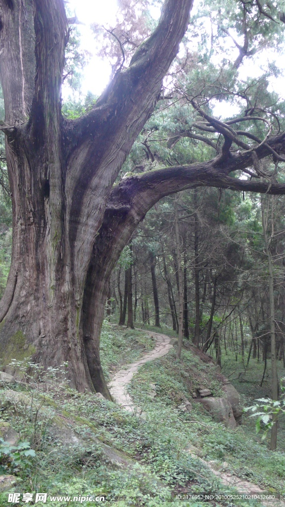 古柏驿道