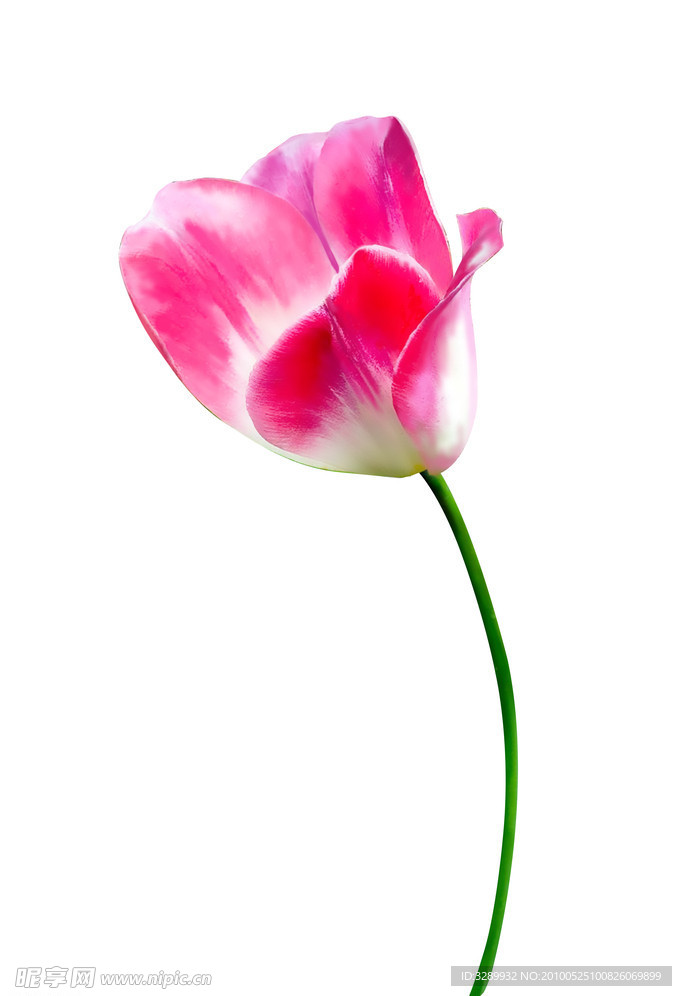 手绘花