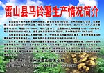 雷山县马铃薯生产情况简介