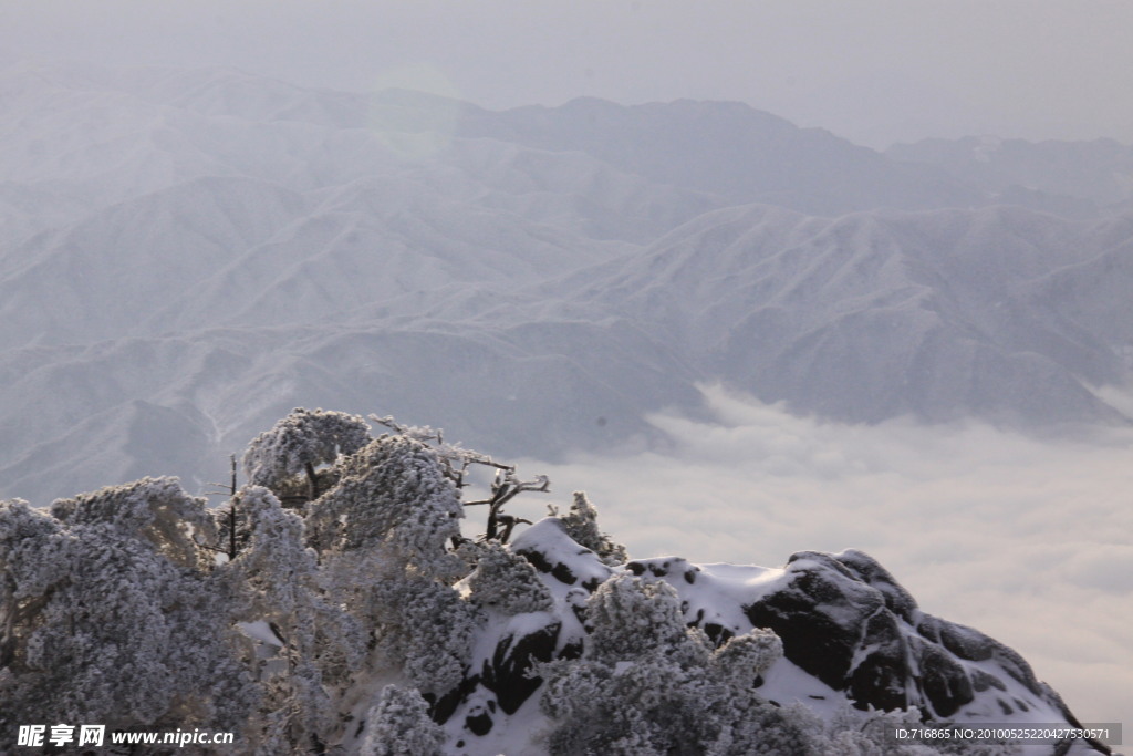 冬之黄山 奇松之雾