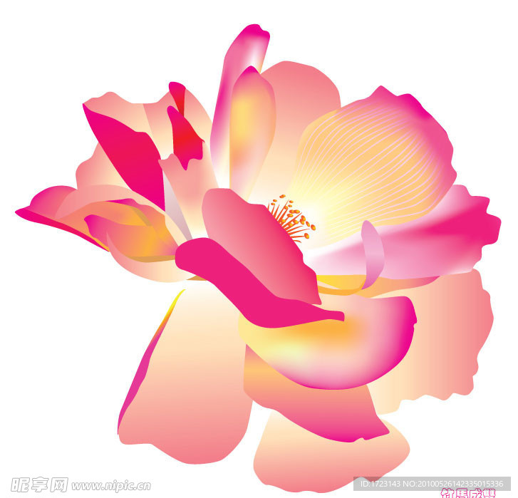 盛开的花