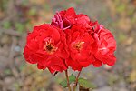 月季花