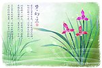 梦幻兰花