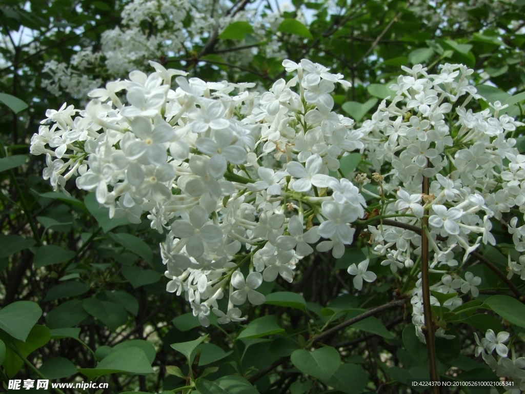 丁香花
