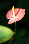 红掌花