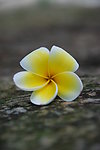 鸡蛋花