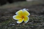 鸡蛋花