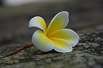 鸡蛋花