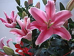 百合花