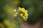 菜花