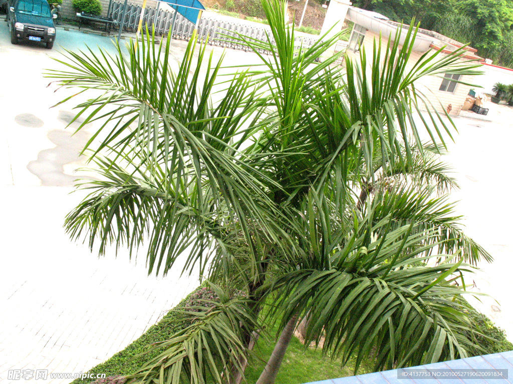 公园 小树 草坪 阳光 大道