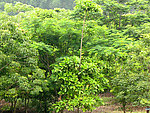 公园 小树 草坪 阳光 树林