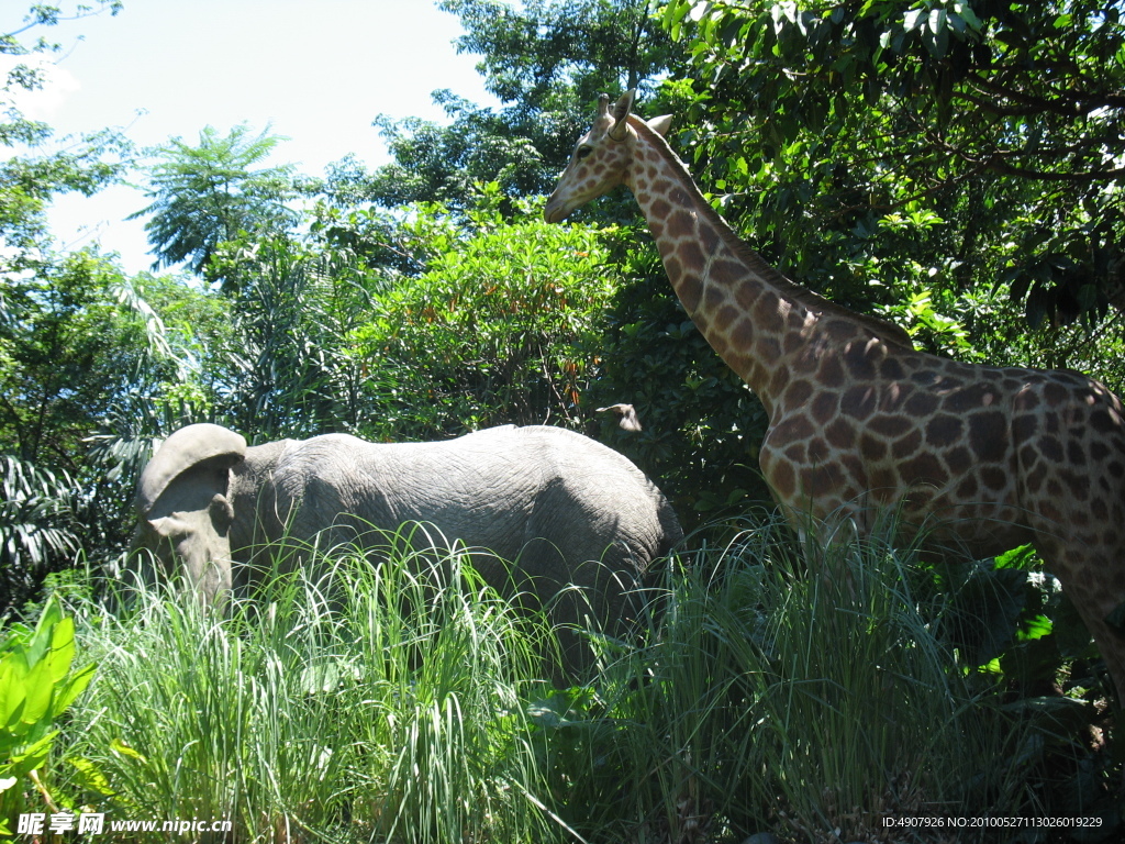 穿越丛林的大象和长颈鹿