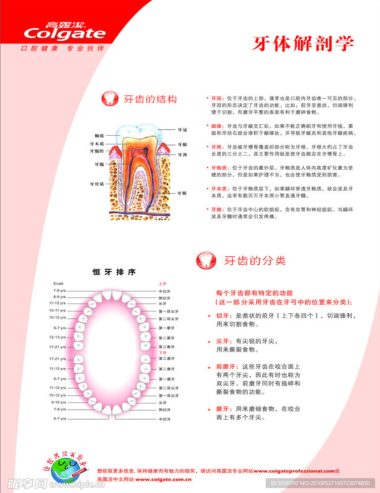 口腔宣传单 牙体解剖学
