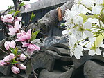 鲜花