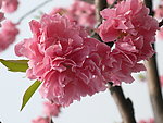 鲜花