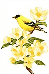 PS绘制花鸟