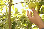 园林园艺高清图