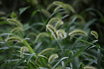 狗尾巴草