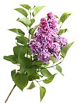 丁香花