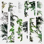 室内植物盆栽