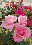 月季花
