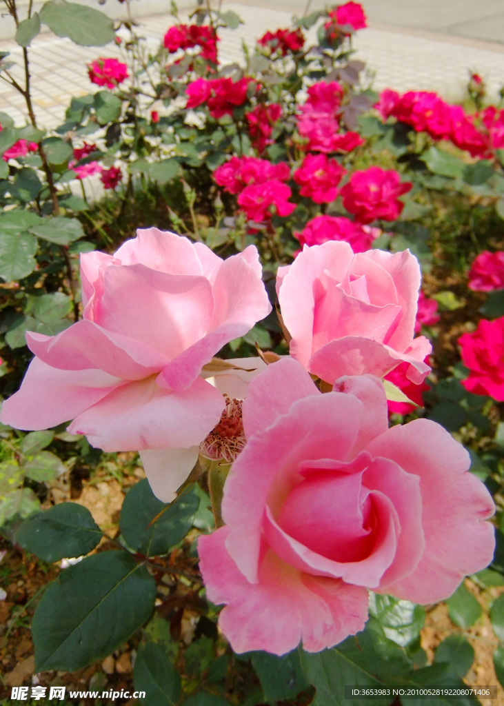 月季花