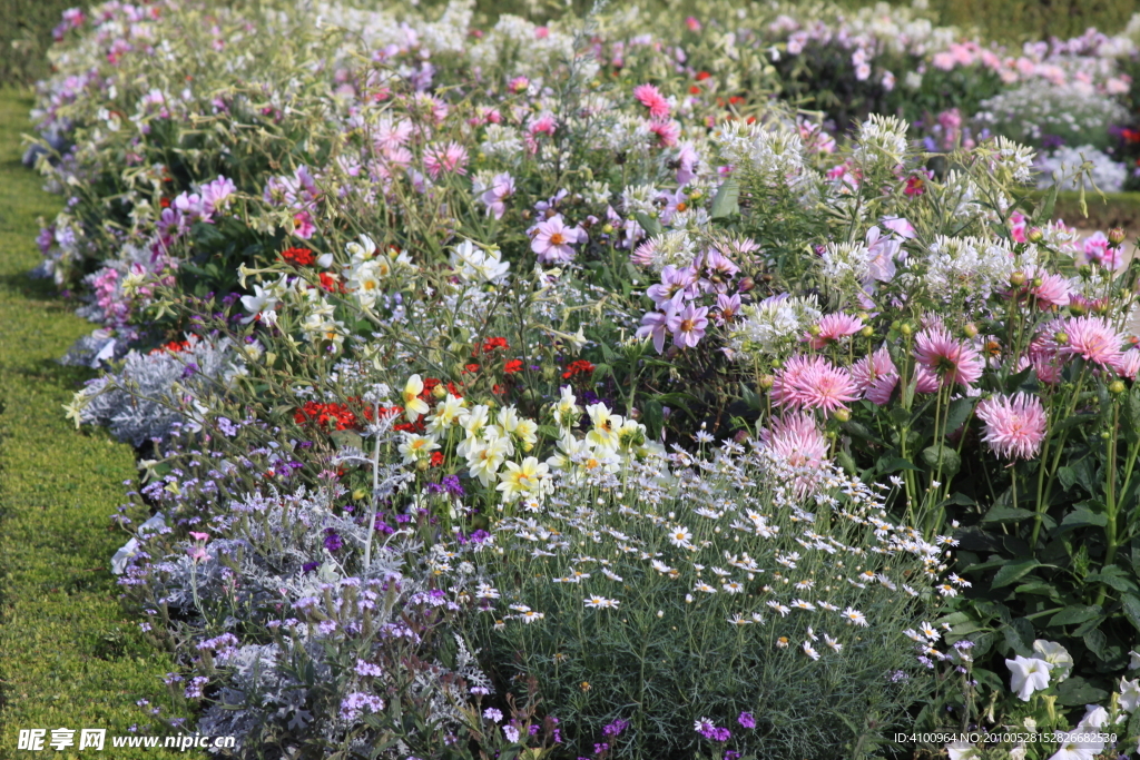 百花齐放