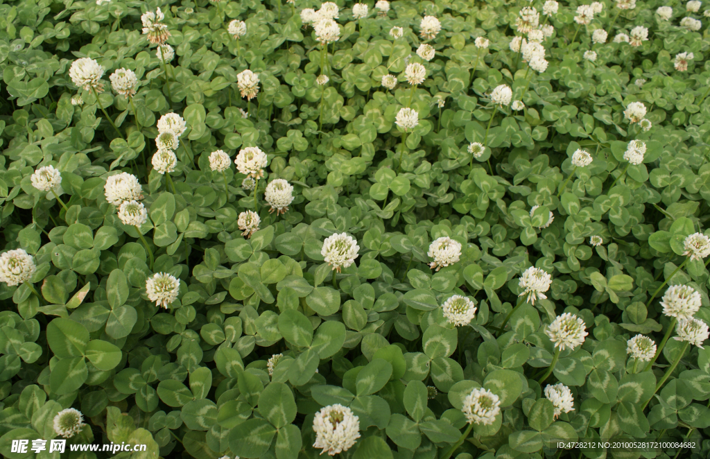 小花