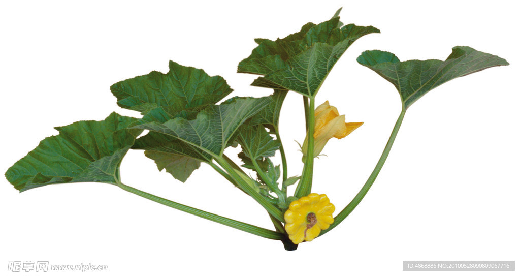 蔬菜