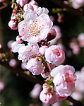 咏梅 待到山花烂漫时