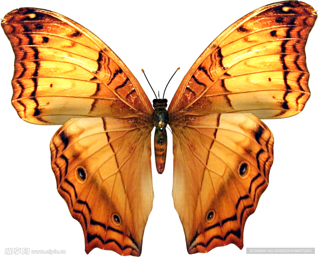 蝴蝶 · 免費圖庫相片