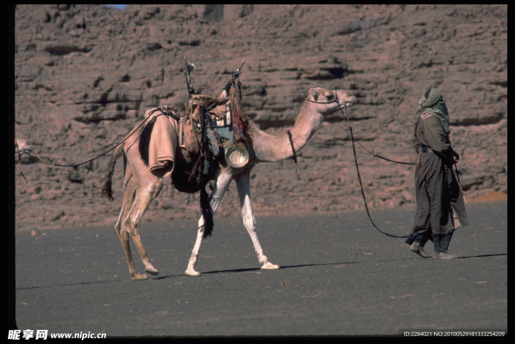 人与骆驼