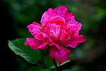 花卉