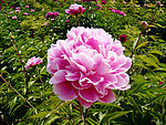 芍药