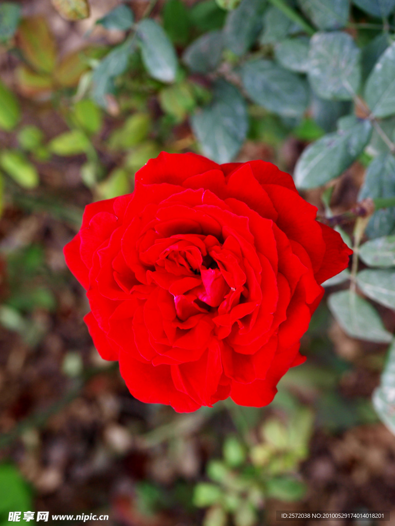 月季花